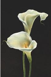 Poster - Calla lilies Enmarcado de laminas